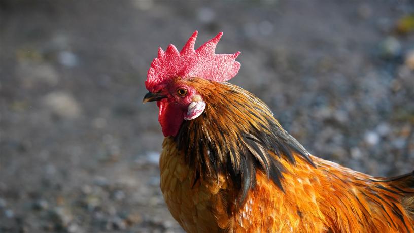 Hühner Johannishof Fotos (5)