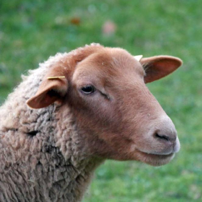 gerettetes Schaf aus einer Herde von 9 Schafen und einer Ziege auf dem Gnaden-Hof Heimat für Tiere