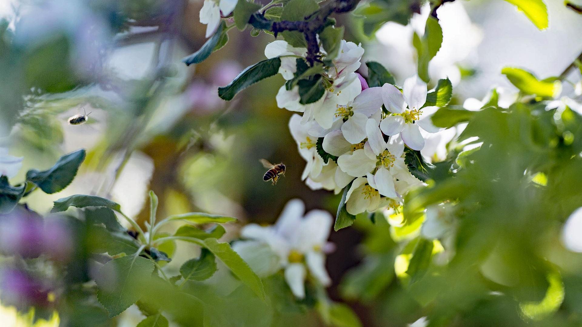Honigbienen an Apfelblüten auf dem Gnadenhof Heimat für Tiere