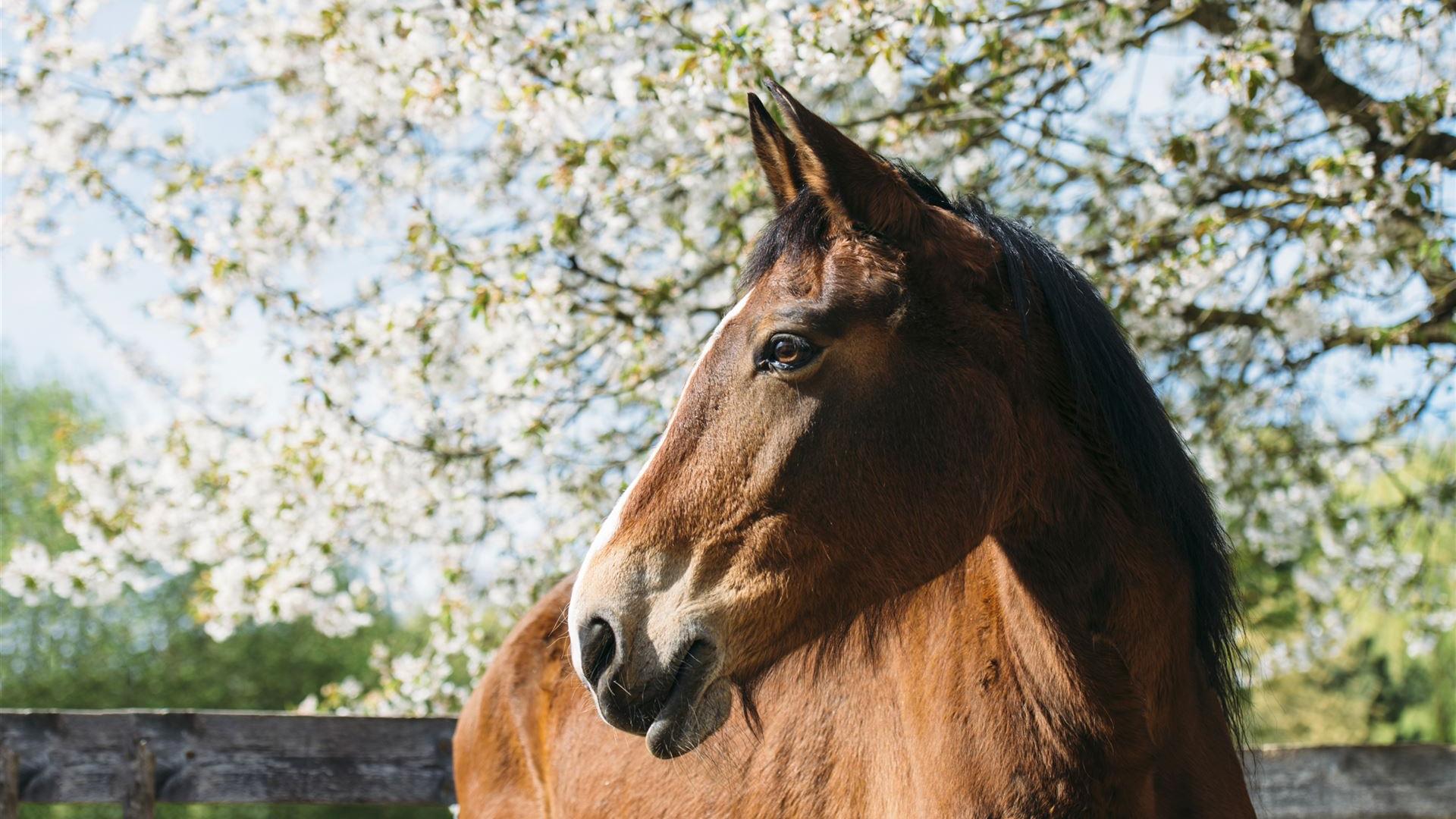 braunes Pferd auf dem Gnadenhof HeImat für Tiere vor einem blühenden Kirschbaum 