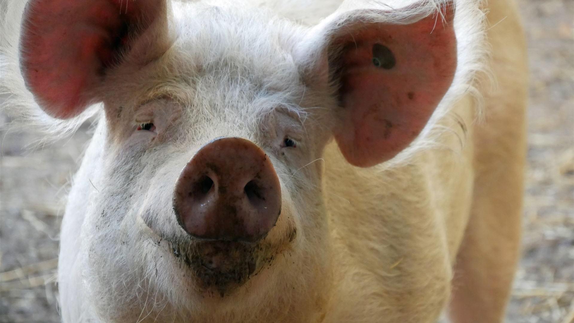 Schwein auf dem Gnadenhof Heimat für Tiere lächelt dem Betrachter entgegen