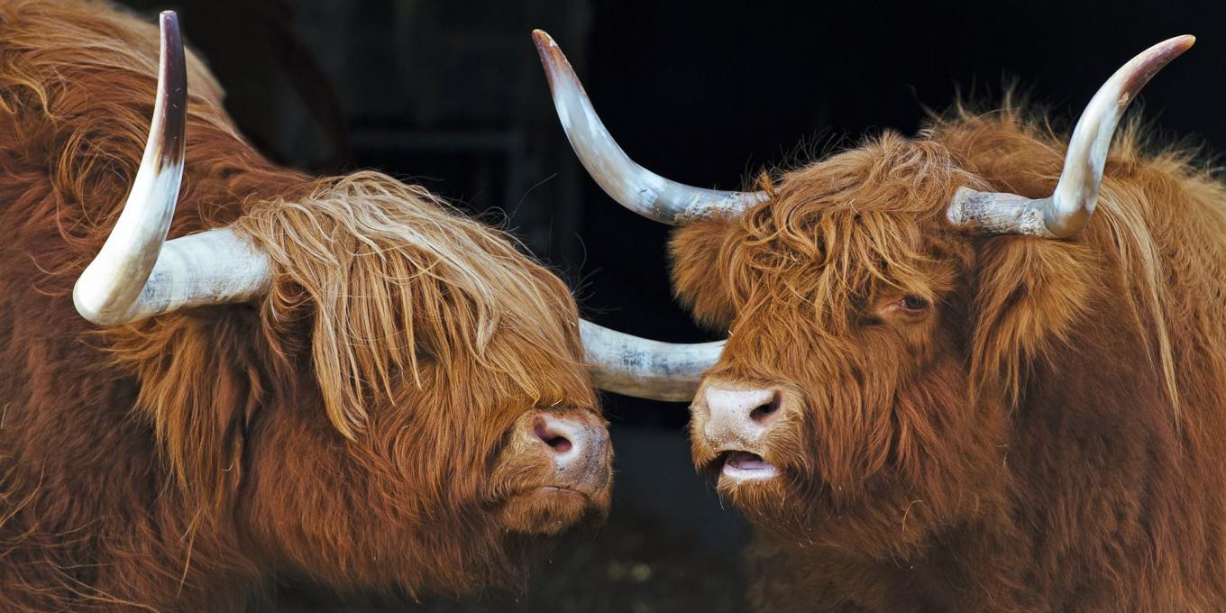 Zwei Urrinder auf dem Gnadenhof Heimat für Tiere blicken sich an