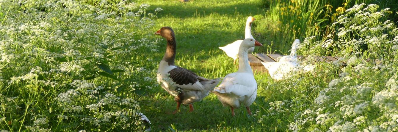 Gänse Johannishof Fotos (14)