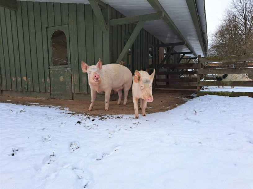 Die zwei jungen Schweine Peggy und Frederick stehen vor dem Stall im Schnee