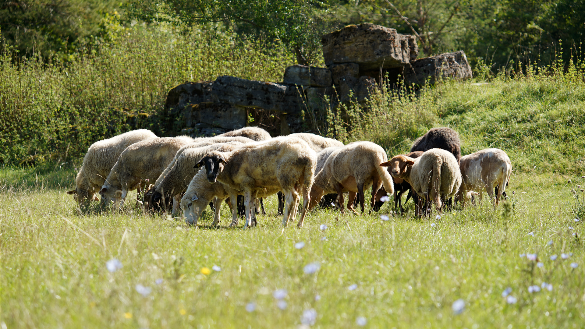 Schafe Johannishof Fotos (7)