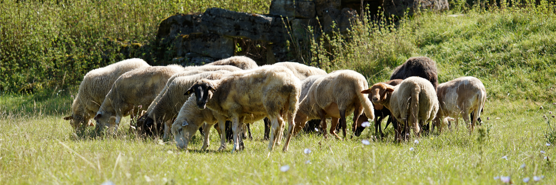 Schafe Johannishof Fotos (7)