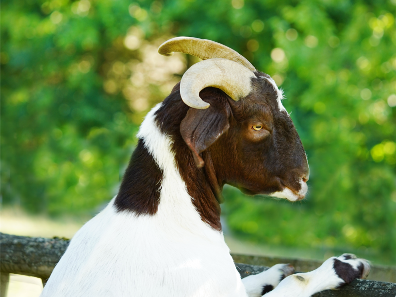 Ziegen Johannishof Fotos (1)