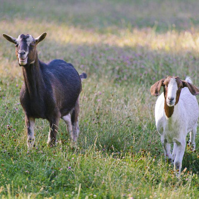 Ziegen Johannishof Fotos (7)